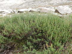 Artemisia rothrockii