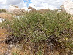 Artemisia rothrockii