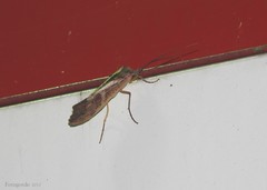 Nemotaulius hostilis