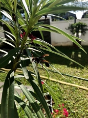 Delta pyriforme circinale