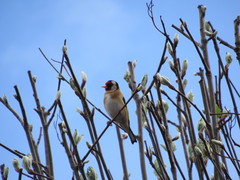 Carduelis carduelis