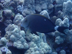 Acanthurus nigroris