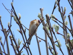Carduelis carduelis