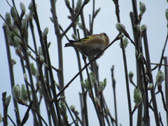 Carduelis carduelis