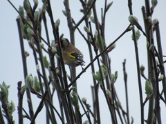 Carduelis carduelis
