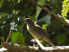 Stomiopera unicolor