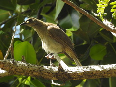 Stomiopera unicolor