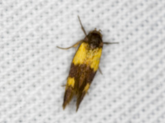 Antipterna euanthes