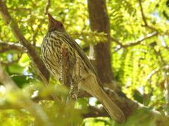 Sphecotheres vieilloti ashbyi