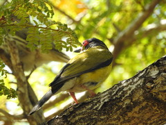 Sphecotheres vieilloti ashbyi