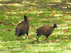 Megapodius reinwardt