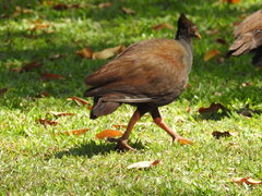 Megapodius reinwardt