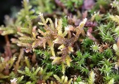 Haplocladium microphyllum