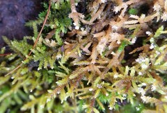 Haplocladium microphyllum