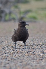 Stercorarius antarcticus