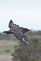 Stercorarius antarcticus