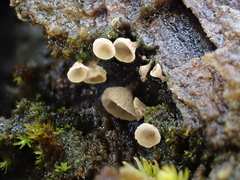 Calyptella capula