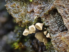 Calyptella capula