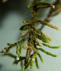 Haplocladium microphyllum