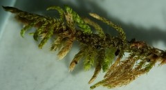 Haplocladium microphyllum