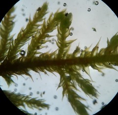 Haplocladium microphyllum