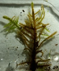 Haplocladium microphyllum