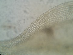 Haplocladium microphyllum