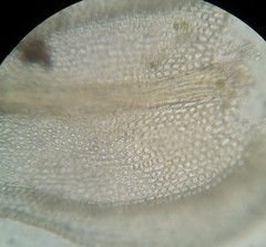 Haplocladium microphyllum