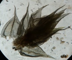 Haplocladium microphyllum