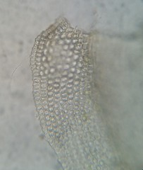 Haplocladium microphyllum