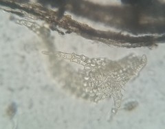 Haplocladium microphyllum