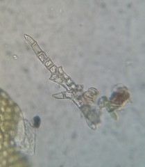 Haplocladium microphyllum