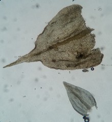 Haplocladium microphyllum