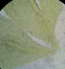 Haplocladium microphyllum