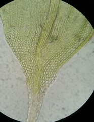 Haplocladium microphyllum