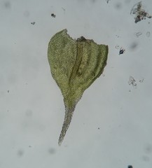 Haplocladium microphyllum