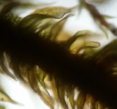 Haplocladium microphyllum