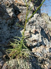 Croptilon hookerianum