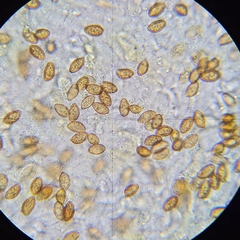 Cortinarius citrinifolius