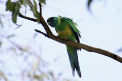 Barnardius zonarius macgillivrayi