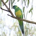Cloncurry Ringneck - Photo (c) toohey-forest-wildlife, some rights reserved (CC BY-NC)