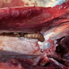 Cephenemyia