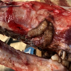 Cephenemyia