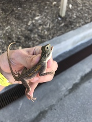 Agama picticauda image