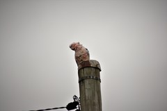 Cacatua sanguinea × Eolophus roseicapilla
