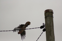 Cacatua sanguinea × Eolophus roseicapilla