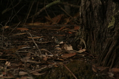 Sericornis maculatus