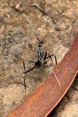 Leptomyrmex mjobergi