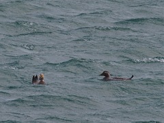 Tachyeres leucocephalus