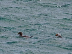 Tachyeres leucocephalus